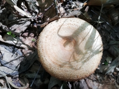 Lactarius mairei
