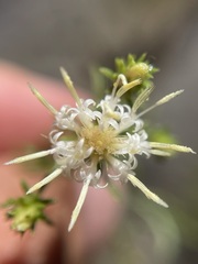 Ericameria resinosa