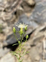 Ericameria resinosa