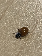 Cycloneda emarginata