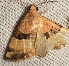 Pseudozarba bipartita