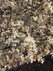 Eriogonum plumatella
