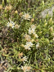 Ericameria resinosa