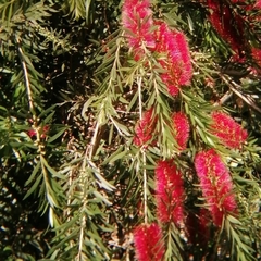 Melaleuca viminalis viminalis