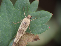 Scythris