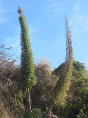 Echium pininana
