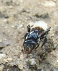 Tetragonilla collina