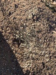 Eriogonum plumatella