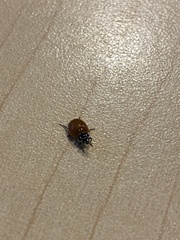 Cycloneda emarginata