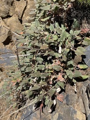 Eriogonum compositum