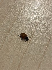 Cycloneda emarginata