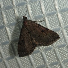 Nychioptera noctuidalis