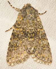 Polymixis xanthomista