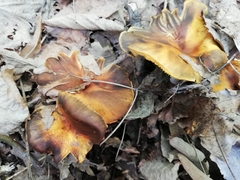 Omphalotus olearius
