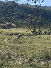 Phacochoerus africanus massaicus