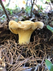 Cantharellus