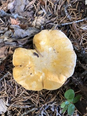 Cantharellus