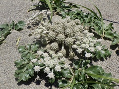Glehnia littoralis