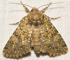 Polymixis lichenea