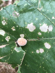 Druon quercusflocci
