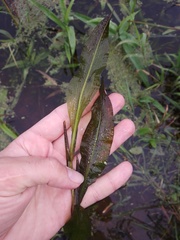 Potamogeton lucens