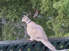 Streptopelia decaocto