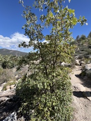 Quercus kelloggii