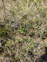 Lonicera villosa