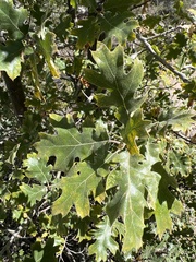 Quercus kelloggii