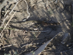 Aspidoscelis scalaris