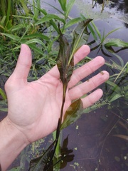 Potamogeton lucens