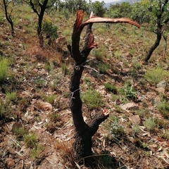 Protea caffra caffra