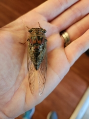 Megatibicen resonans