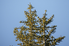 Abies concolor