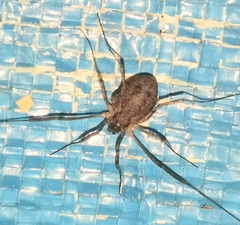 Oligolophus tridens