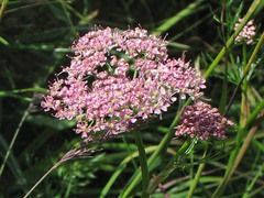 Mutellina purpurea