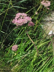 Mutellina purpurea