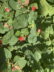 Malvaviscus arboreus