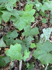 Hydrophyllum canadense