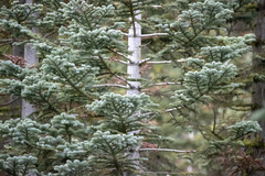 Abies concolor