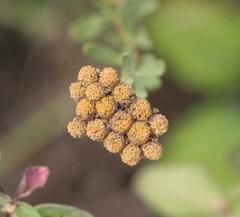 Achillea ageratum