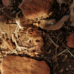 Harpactirinae