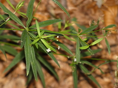Galium laevigatum