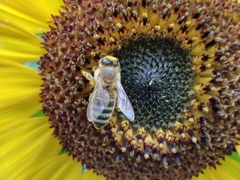 Apis mellifera