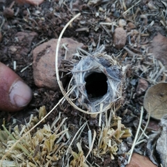 Harpactirinae