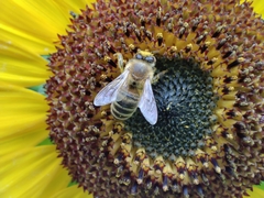 Apis mellifera