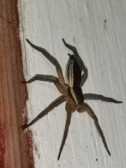 Dolomedes fimbriatus