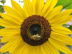 Apis mellifera