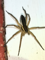 Dolomedes fimbriatus