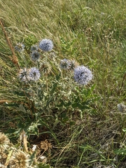 Echinops